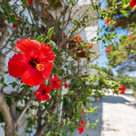 Tassos & Marios Ii * Alykanas (Zakynthos)